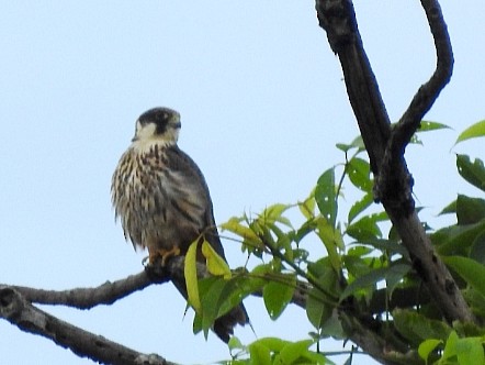 チゴハヤブサ - ML642649784