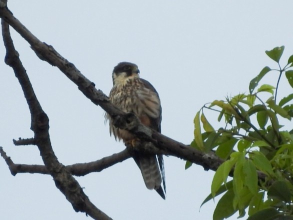 チゴハヤブサ - ML642649785