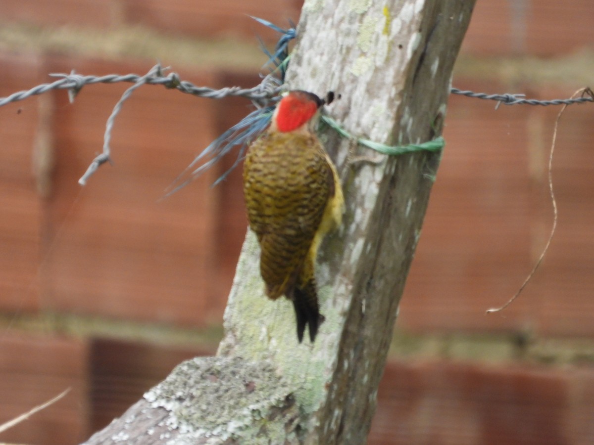Spot-breasted Woodpecker - ML642649786