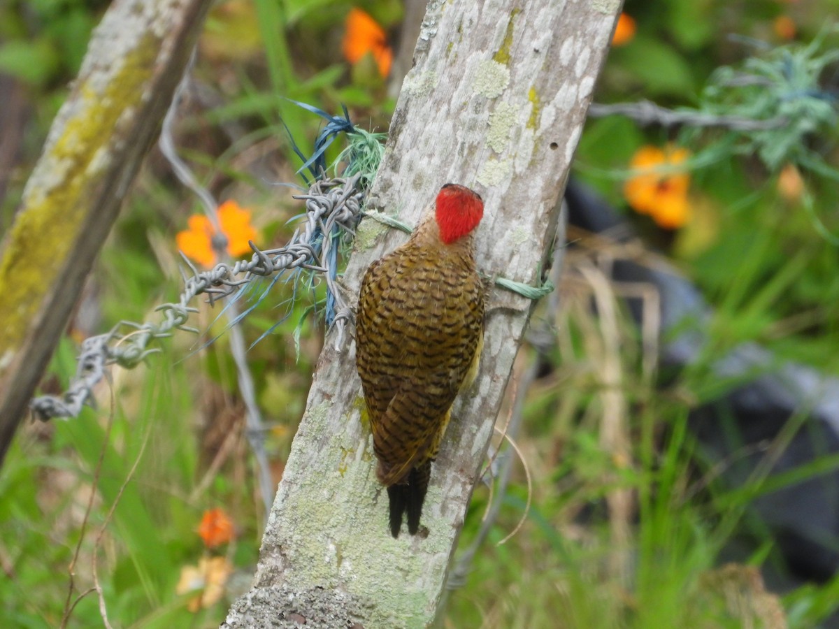 Spot-breasted Woodpecker - ML642649787