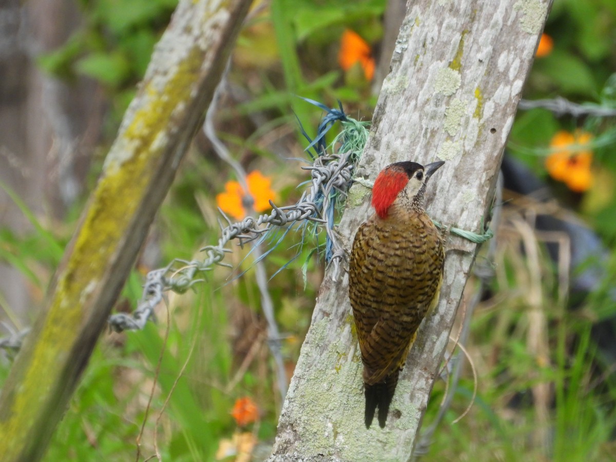 Spot-breasted Woodpecker - ML642649788