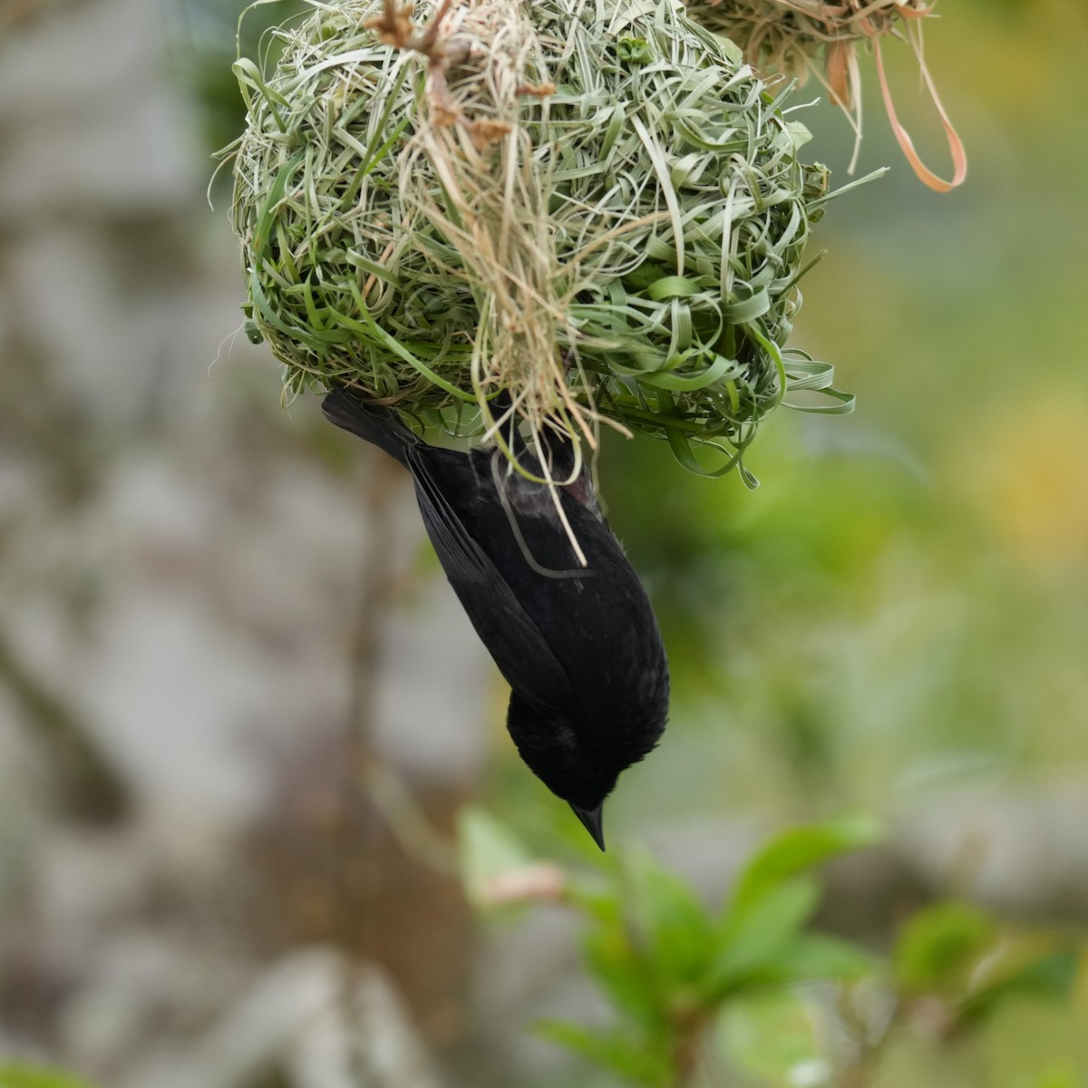 Slender-billed Weaver - ML642649820