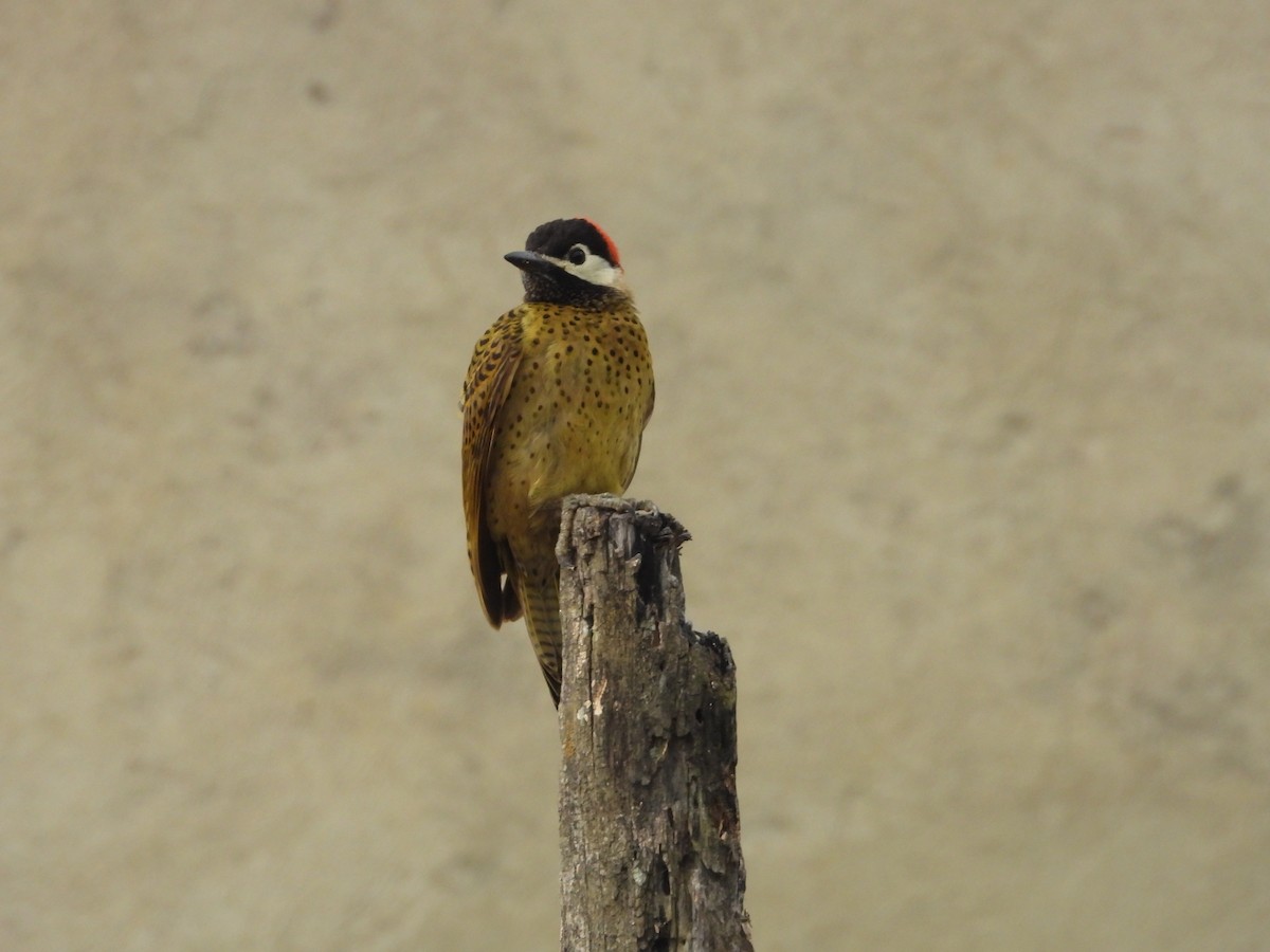 Spot-breasted Woodpecker - ML642649833