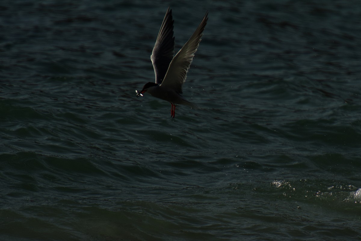 White-cheeked Tern - ML642649834