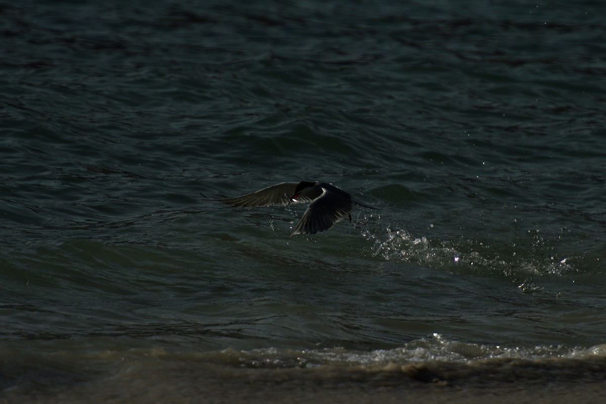 White-cheeked Tern - ML642649835