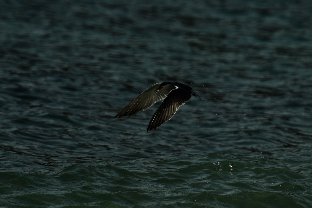 White-cheeked Tern - ML642649836