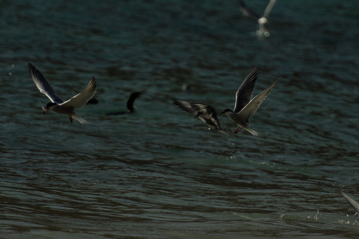 White-cheeked Tern - ML642649837