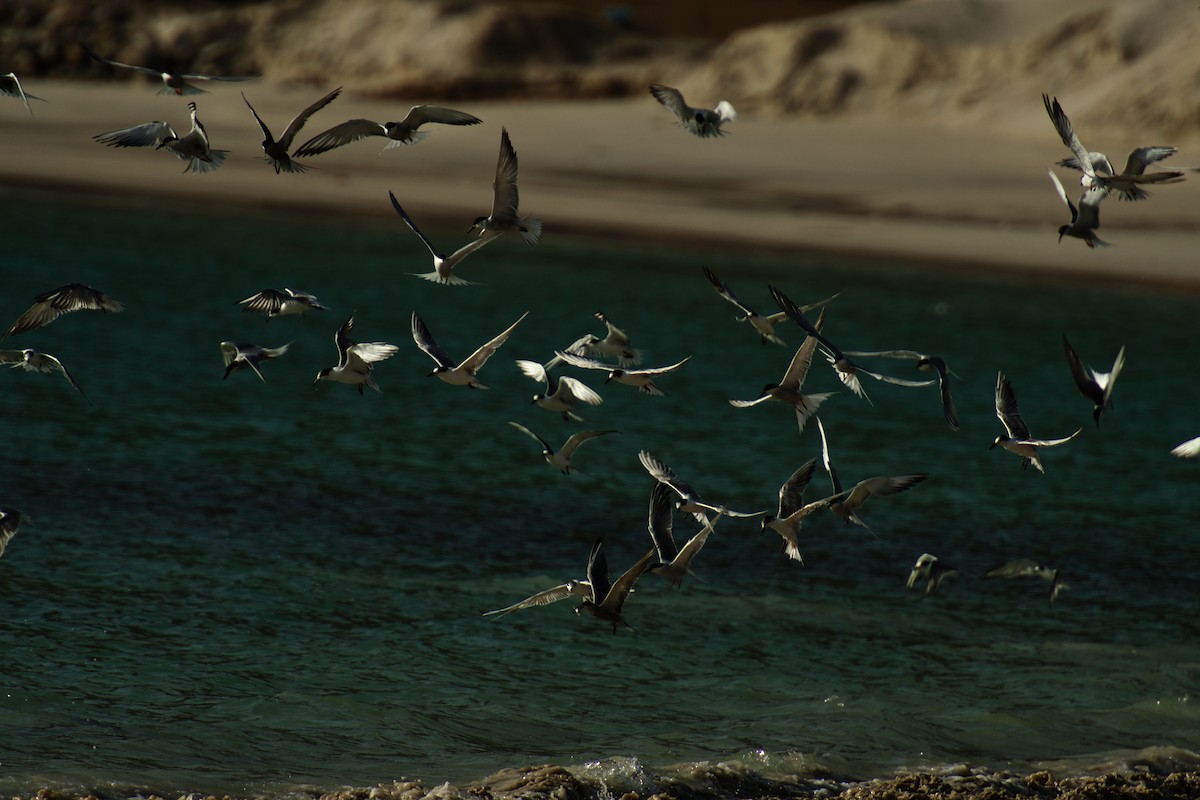 White-cheeked Tern - ML642649838