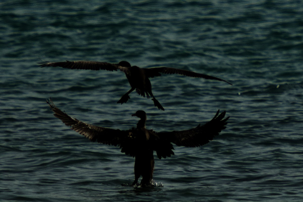 Socotra Cormorant - ML642649845