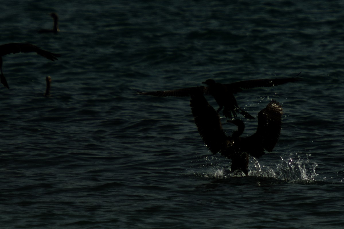 Socotra Cormorant - ML642649846
