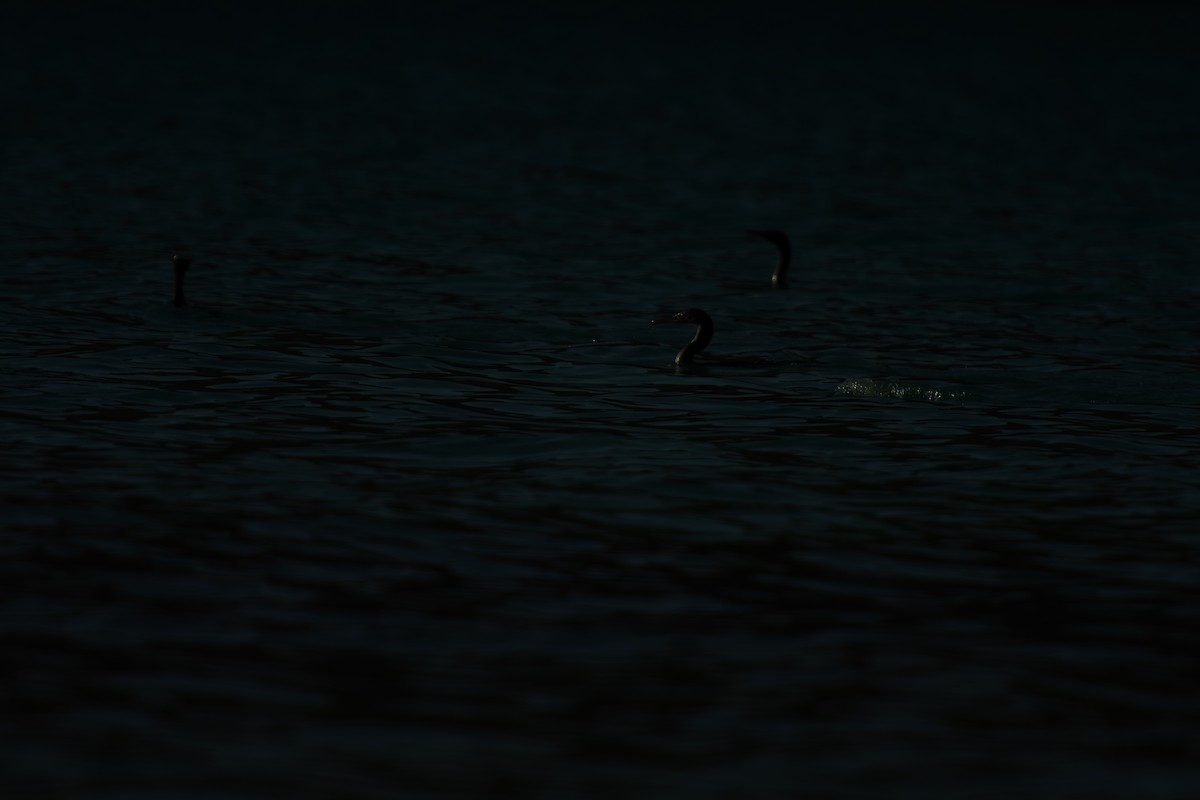 Socotra Cormorant - ML642649847