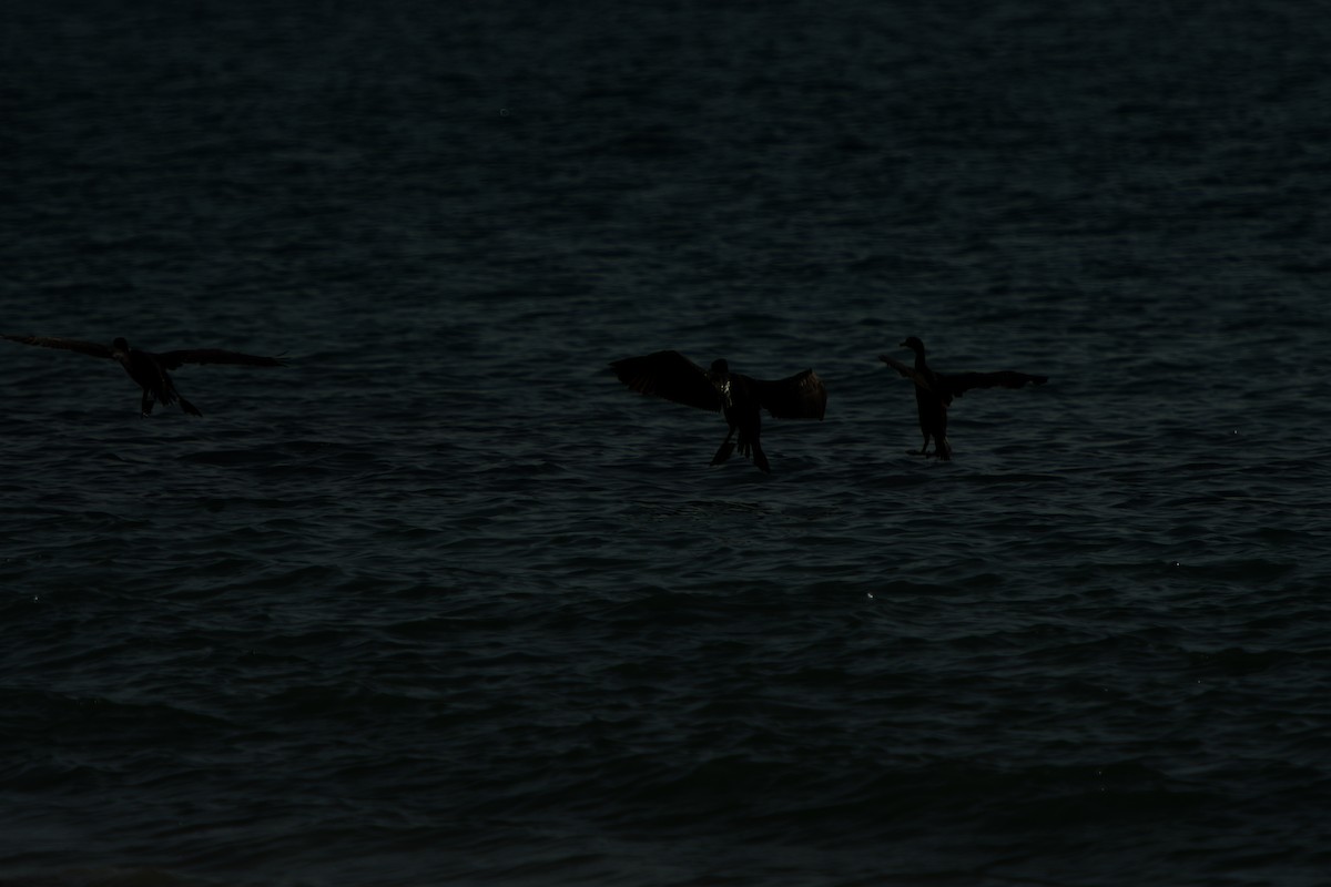 Socotra Cormorant - ML642649848