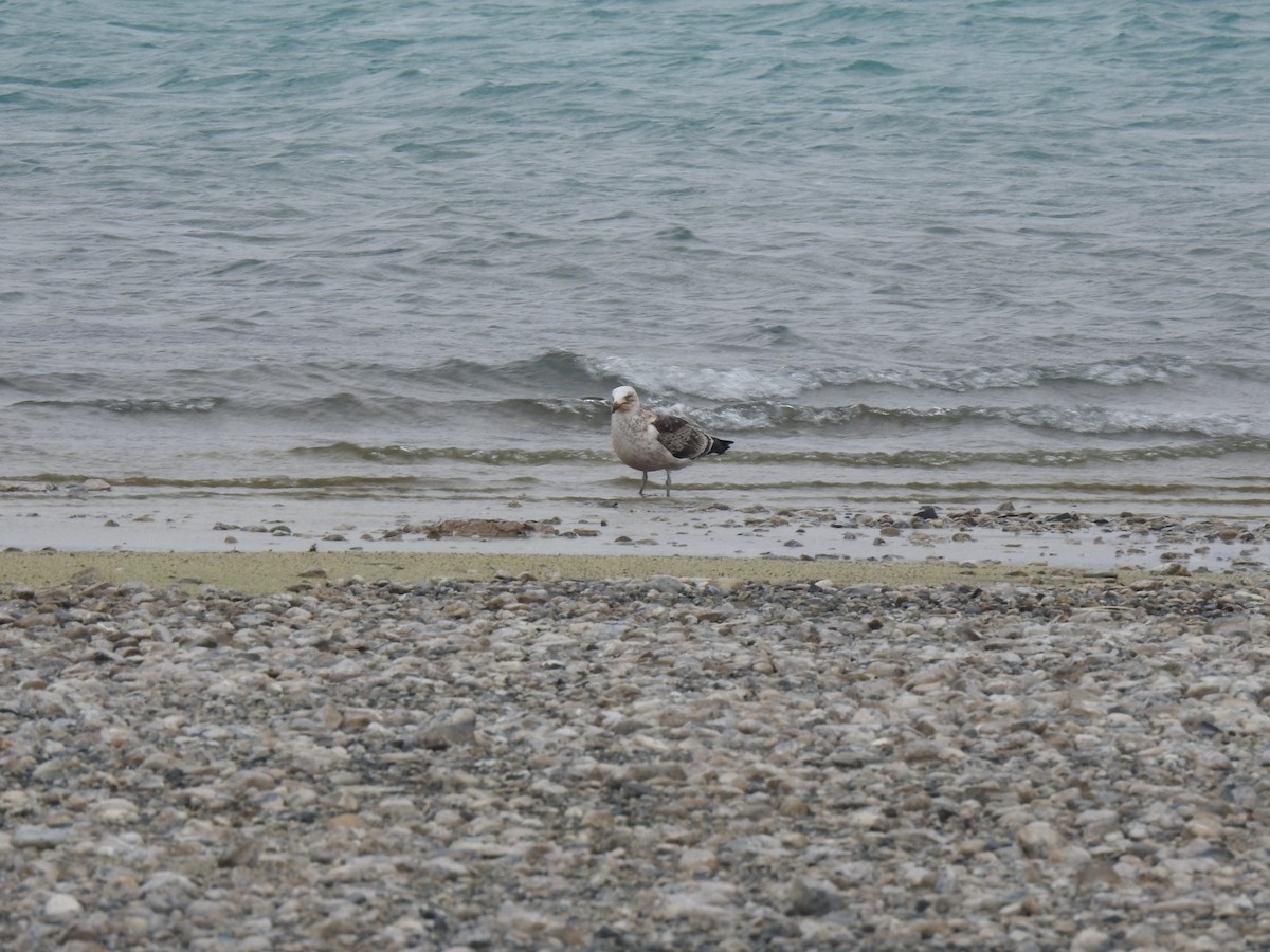 Kelp Gull (dominicanus) - ML642649854