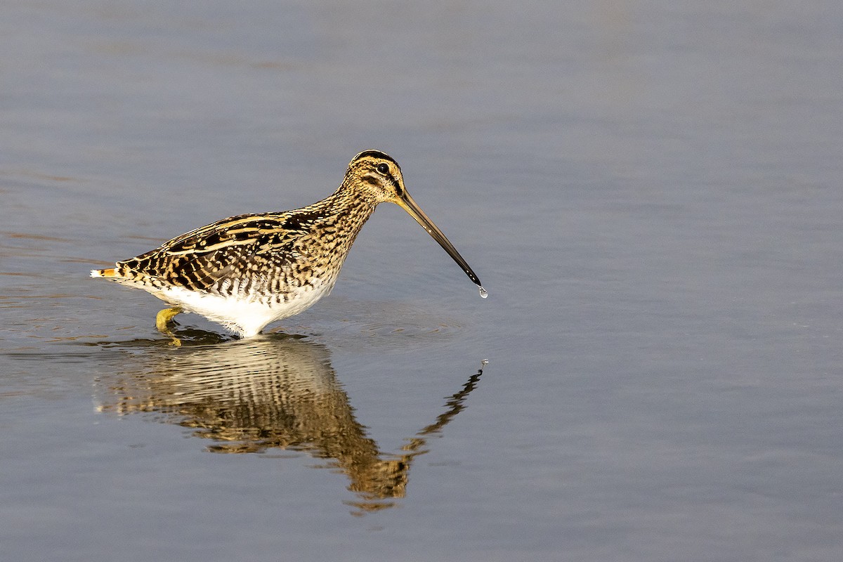 African Snipe - ML642649886