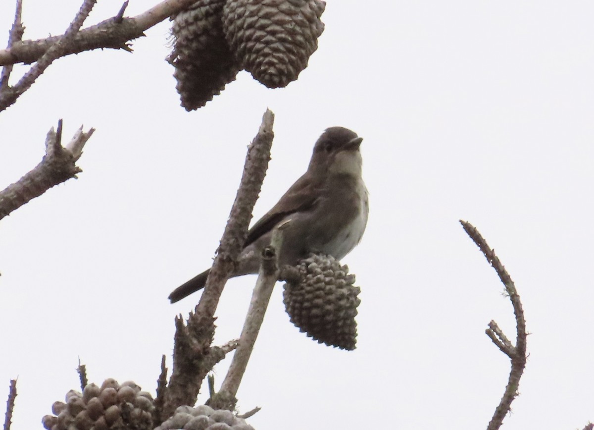 Olive-sided Flycatcher - ML642649891