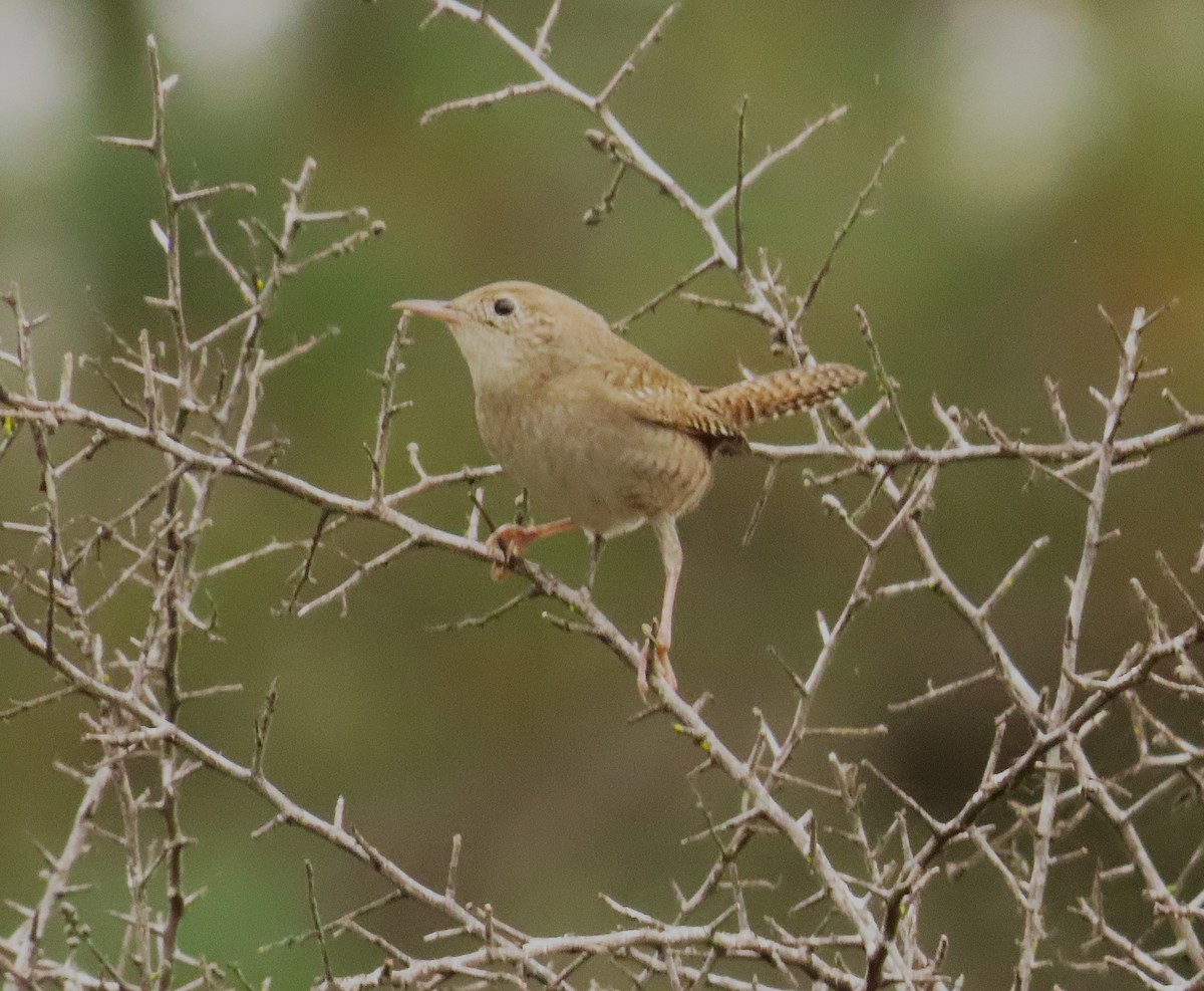 Northern House Wren - ML642649898