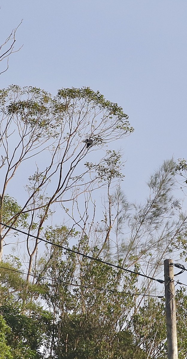 Collared Crow - ML642649899