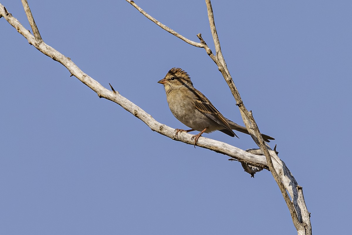 Chipping Sparrow - ML642649901