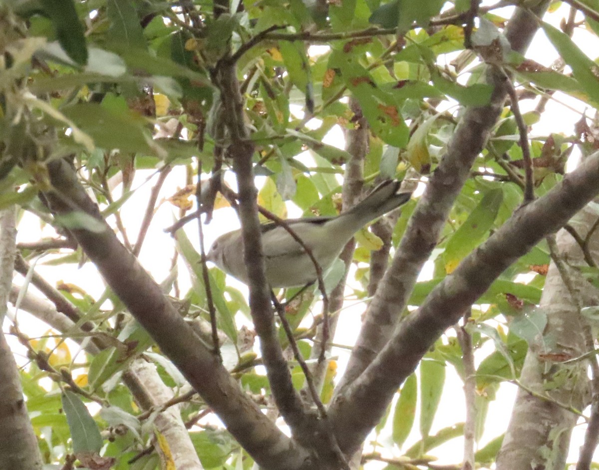 Chestnut-sided Warbler - ML642649911