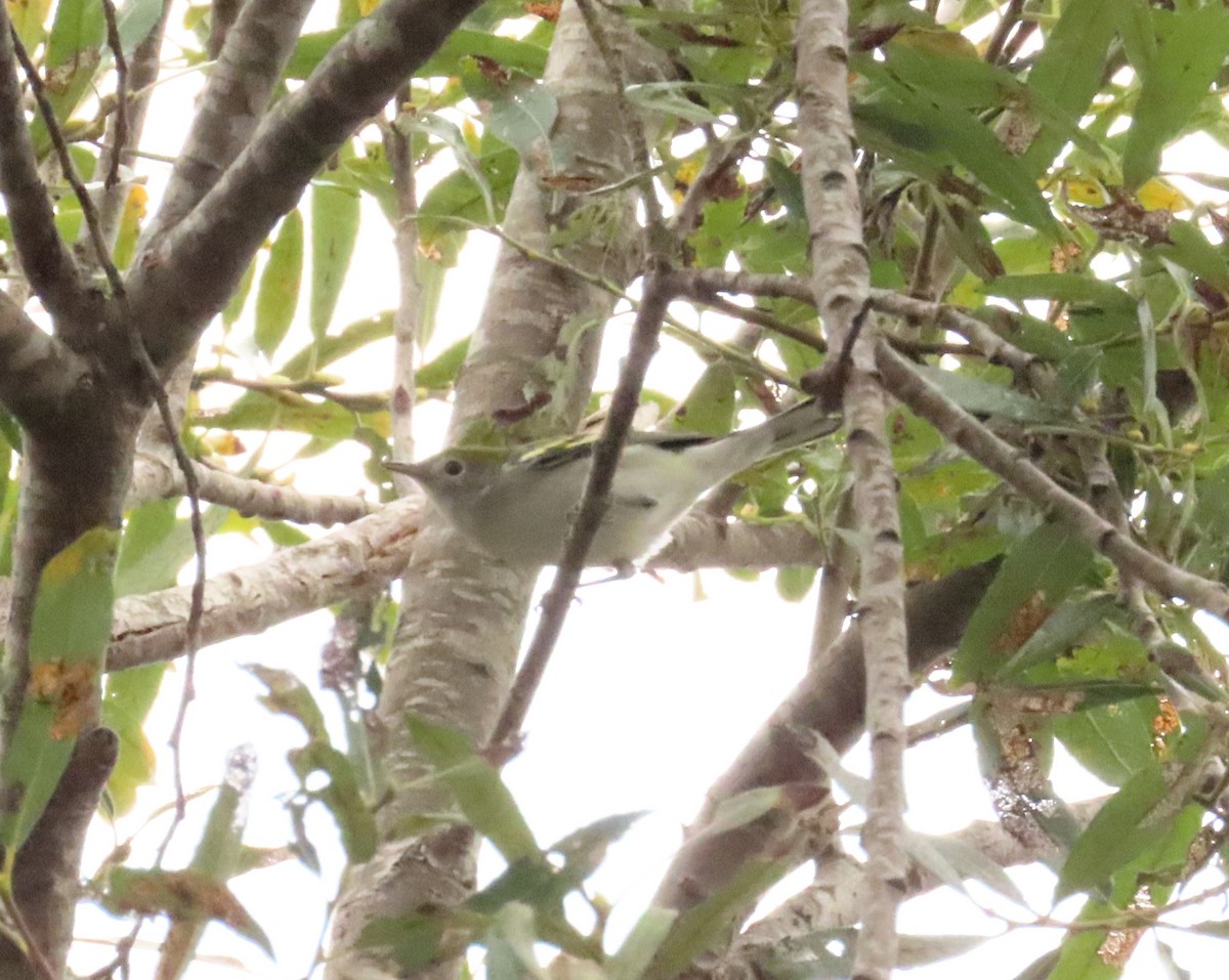 Chestnut-sided Warbler - ML642649912