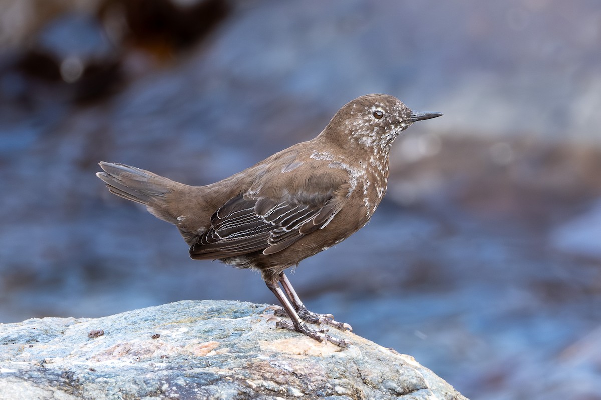 Kahverengi Derekuşu - ML642649913