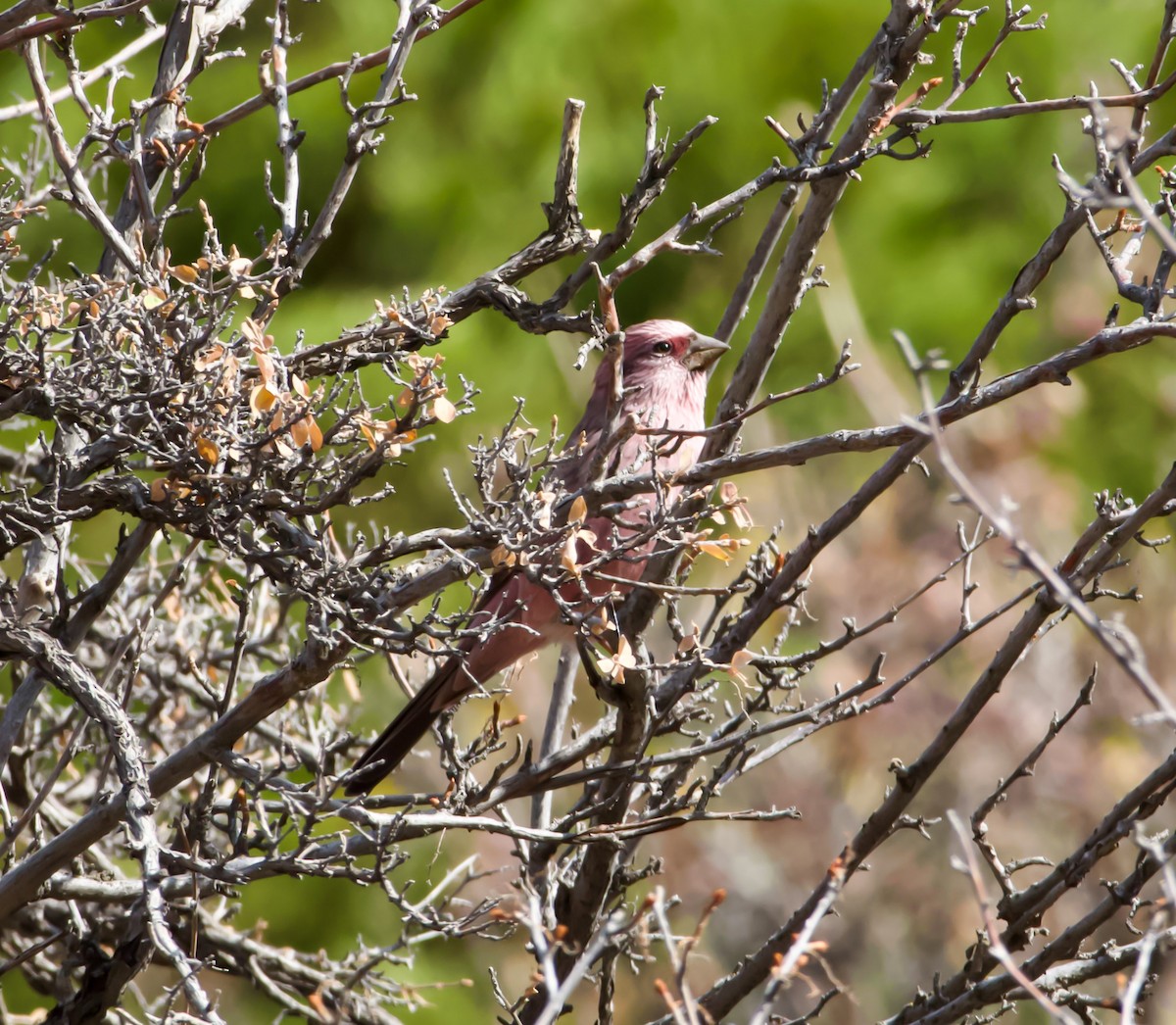 Pembe Sırtlı Çütre - ML642649922