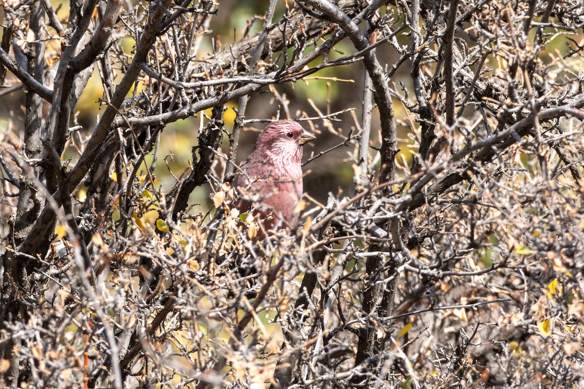 Pembe Sırtlı Çütre - ML642649924