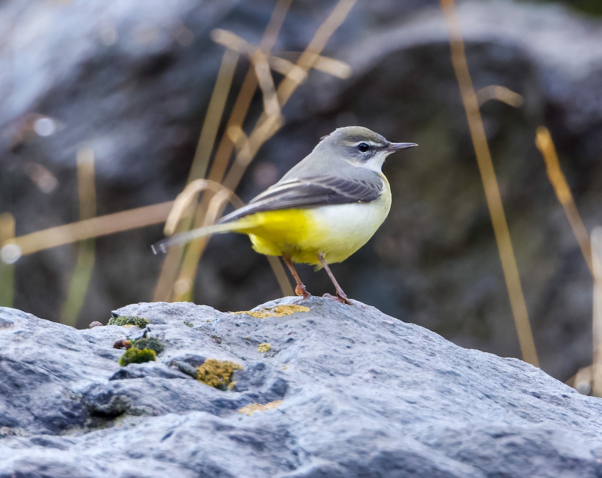 Dağ Kuyruksallayanı - ML642649926