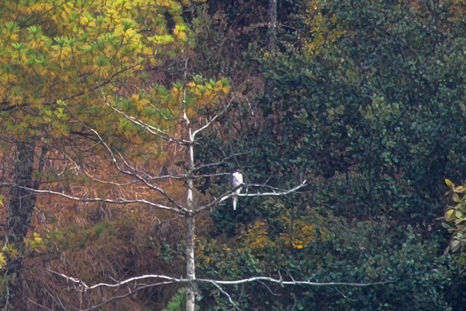 Eurasian Goshawk - ML642649929