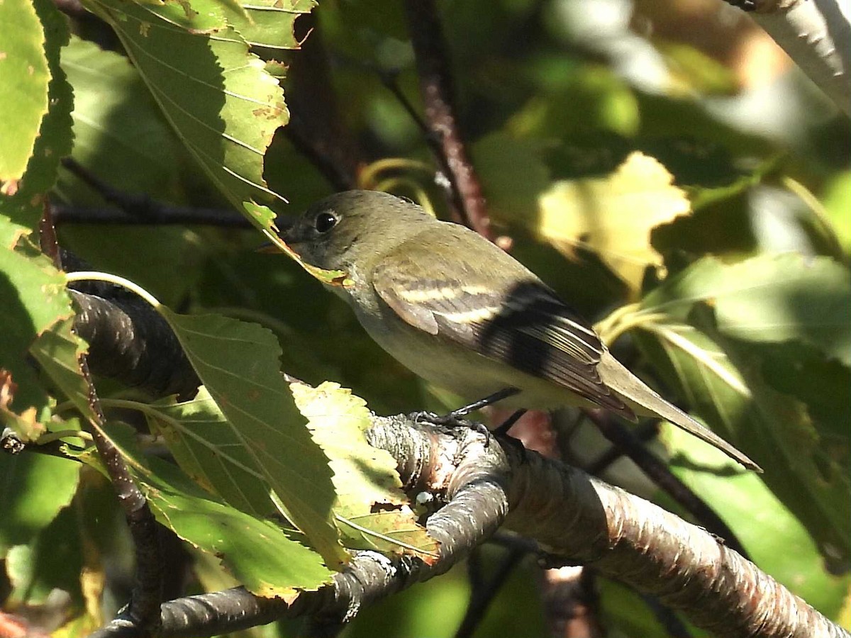 Alder/Willow Flycatcher (Traill's Flycatcher) - ML642649939