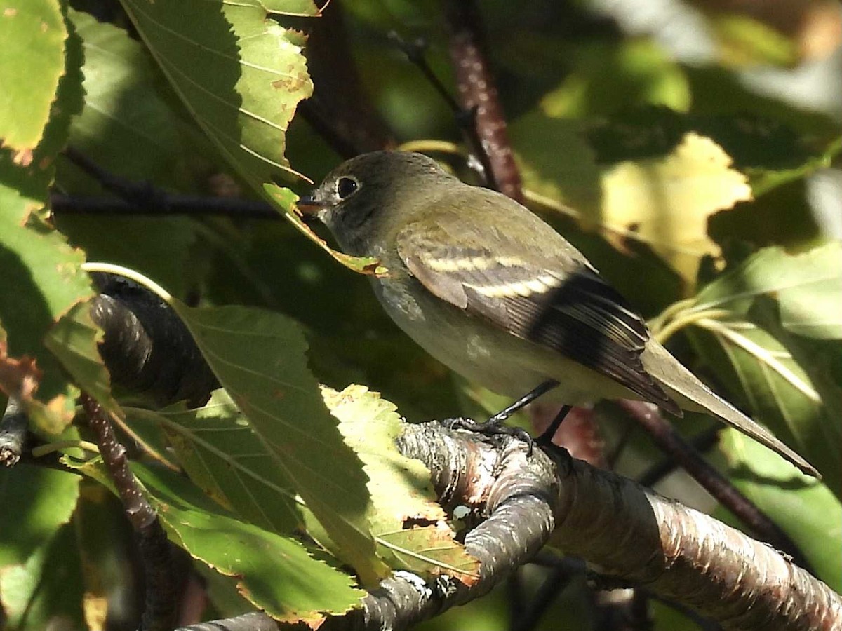 Alder/Willow Flycatcher (Traill's Flycatcher) - ML642649940