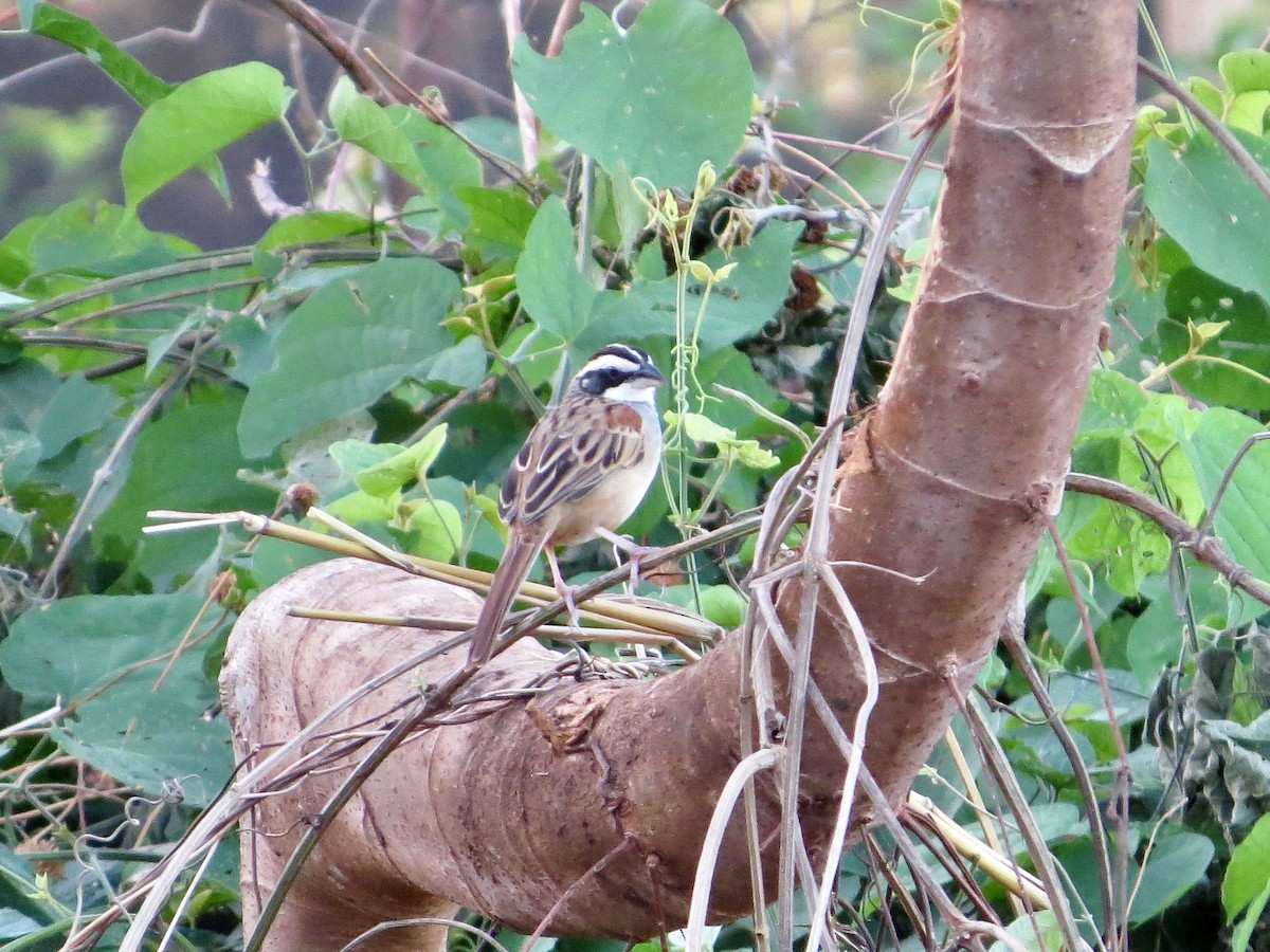 Stripe-headed Sparrow - ML642649943