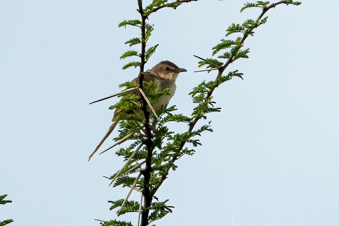 Jungle Prinia - ML642649949