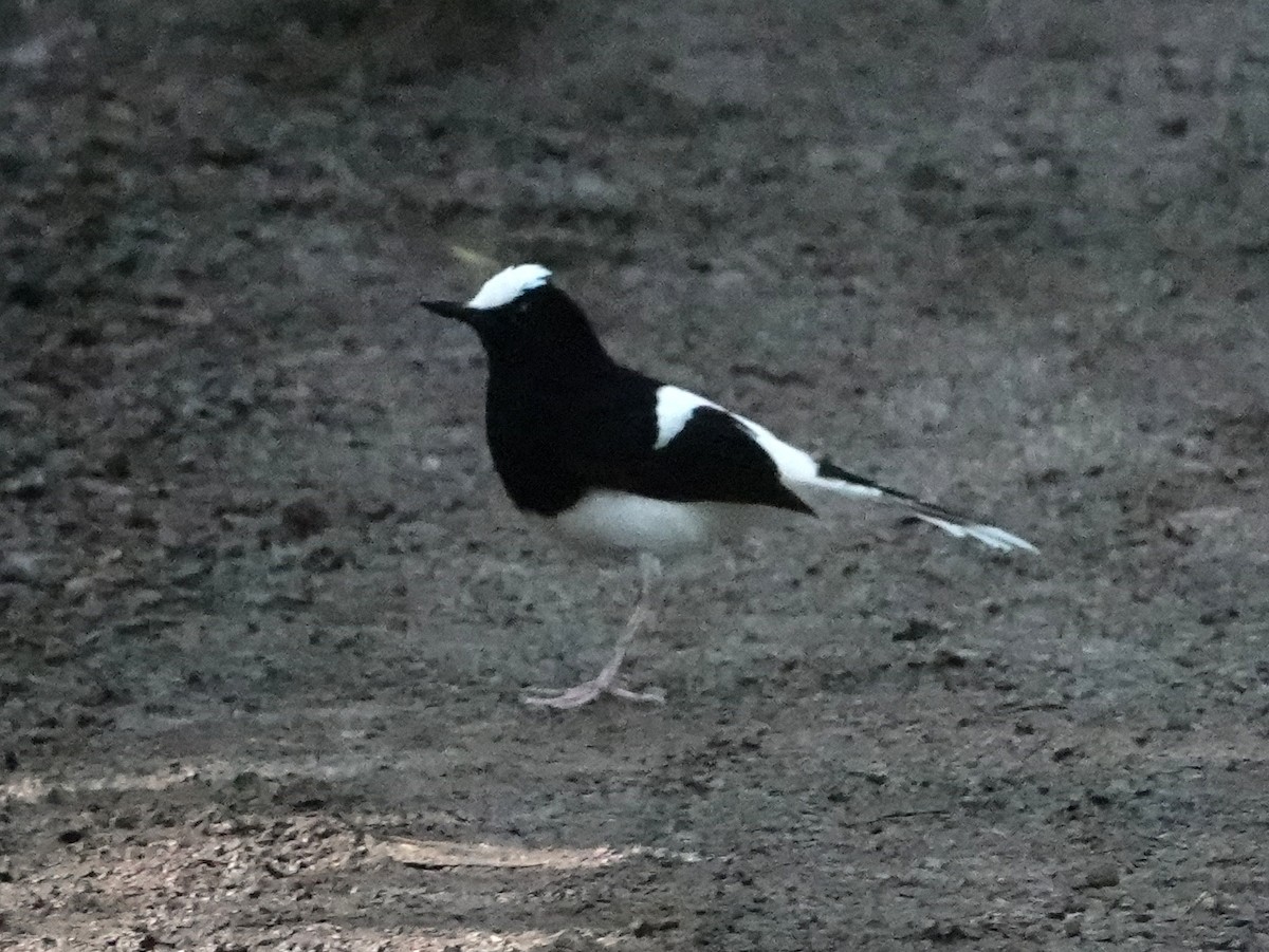 White-crowned Forktail (Malaysian) - ML642649952