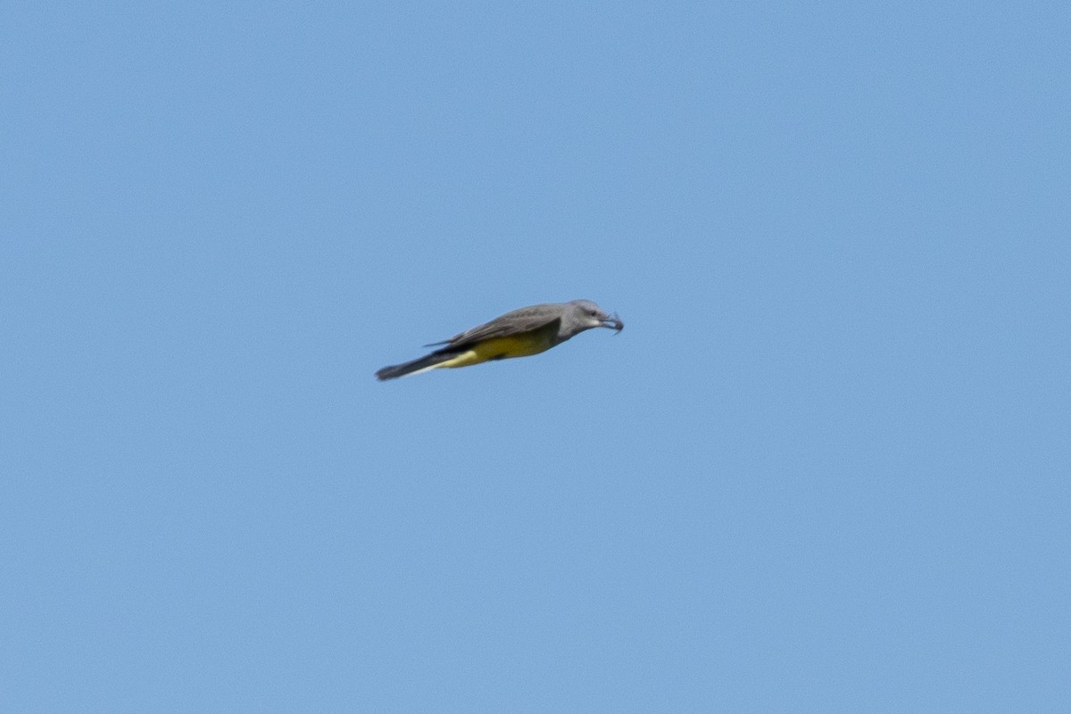 Western Kingbird - ML642649955
