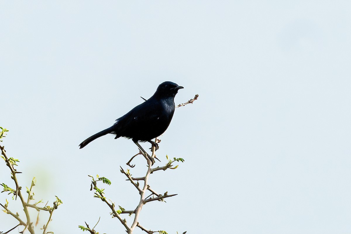 Indian Robin - ML642649958