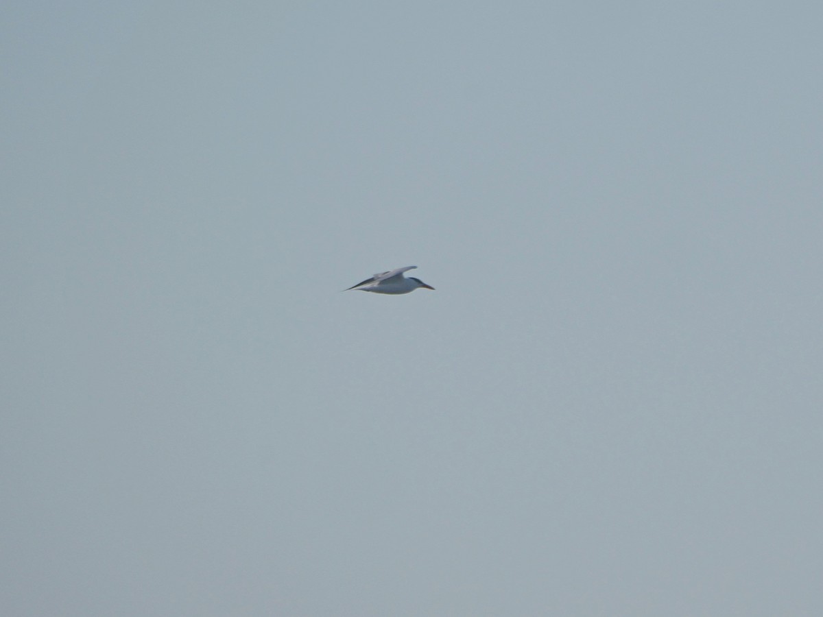 Caspian Tern - ML642649970