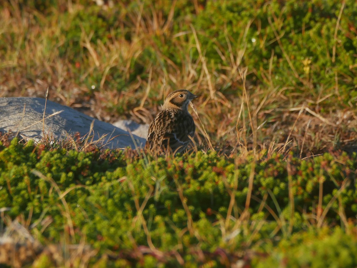 Lapland Longspur - ML642649972