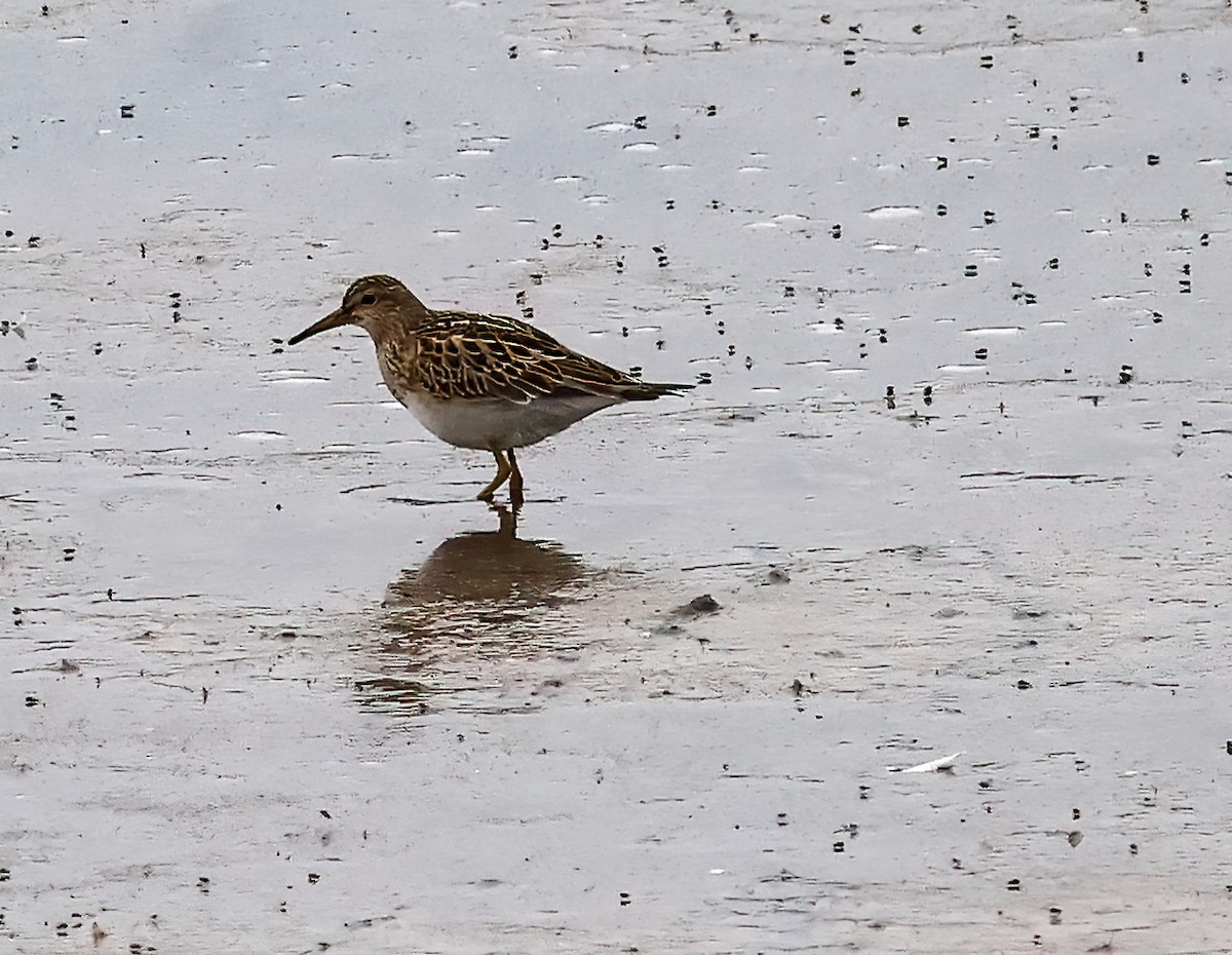 jespák skvrnitý - ML642649979