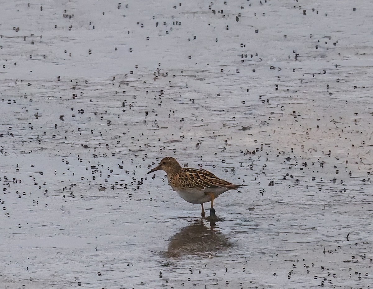 jespák skvrnitý - ML642649982