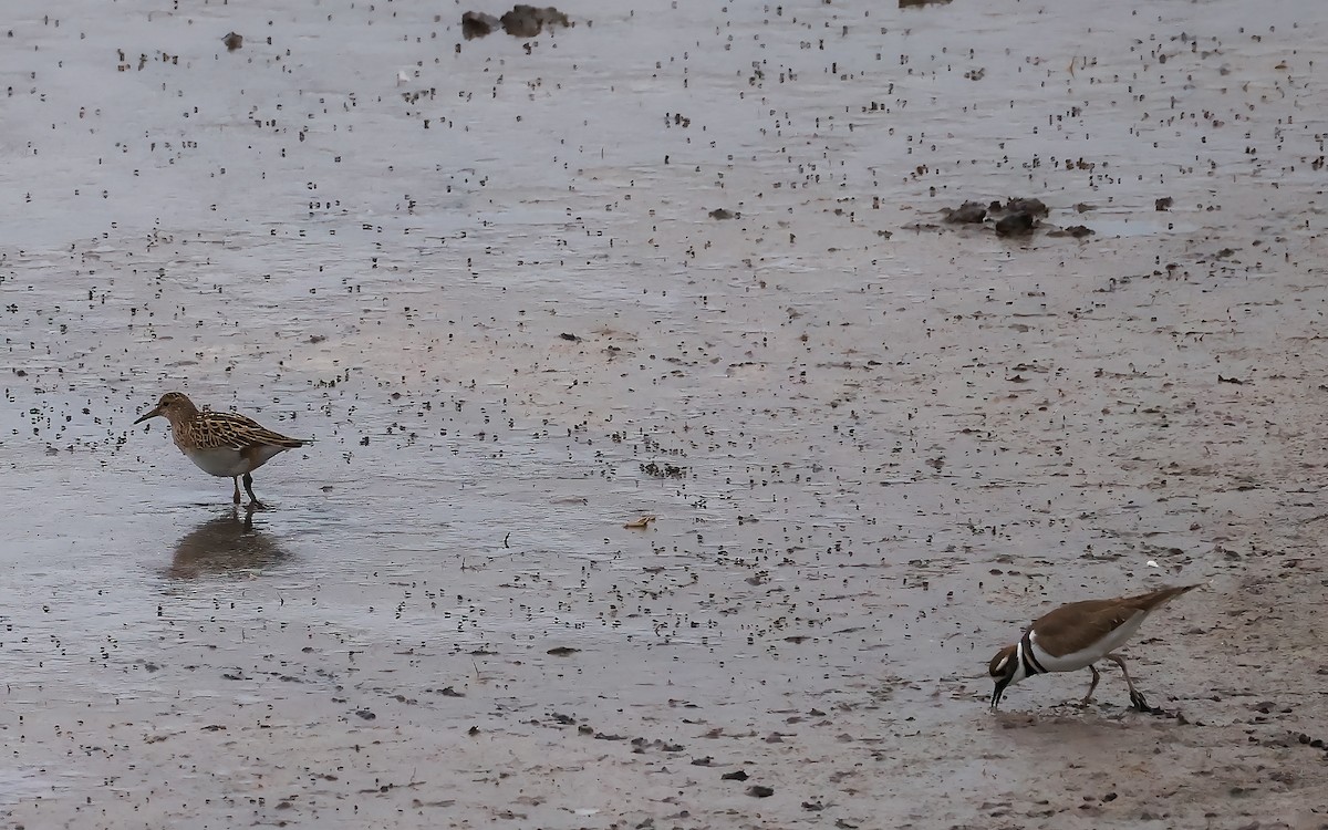 jespák skvrnitý - ML642649989