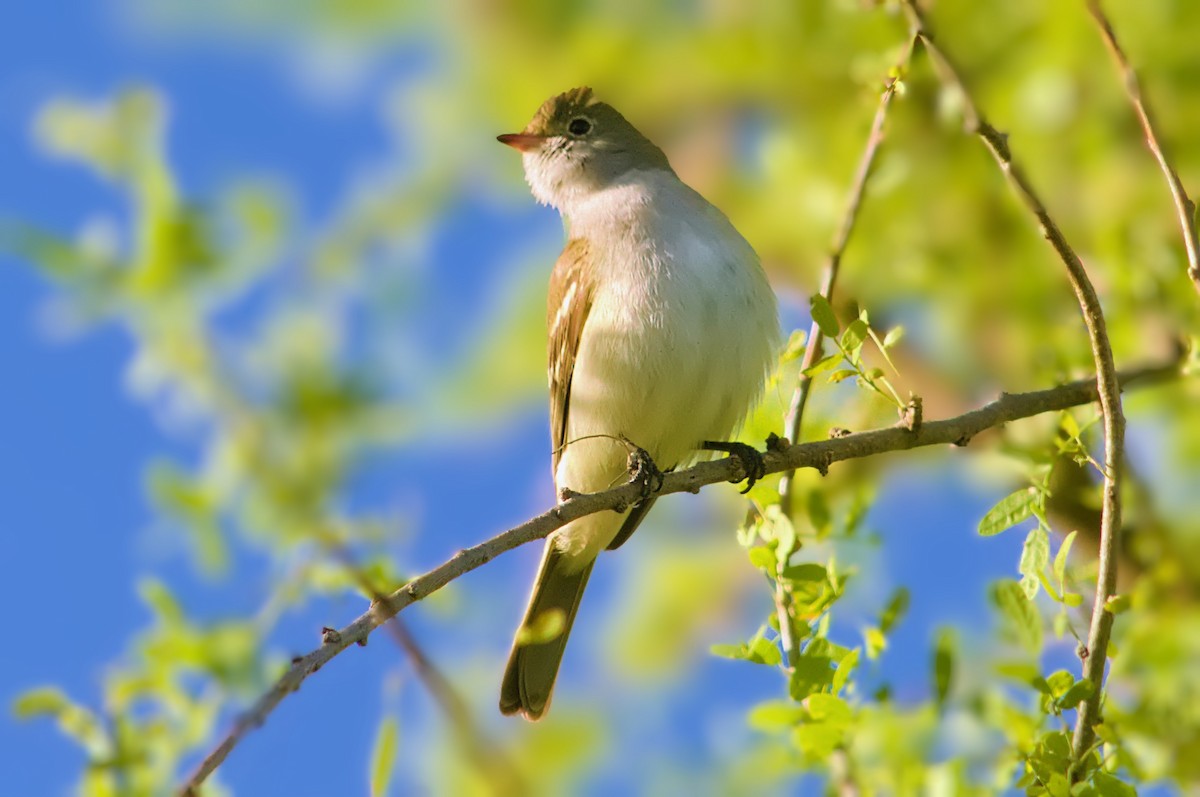 Small-billed Elaenia - ML642649993