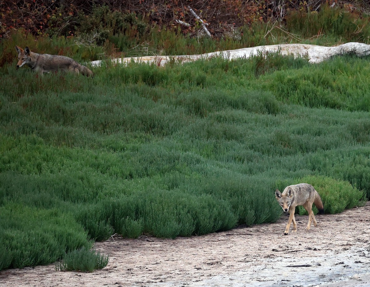 Animals - ML642650030