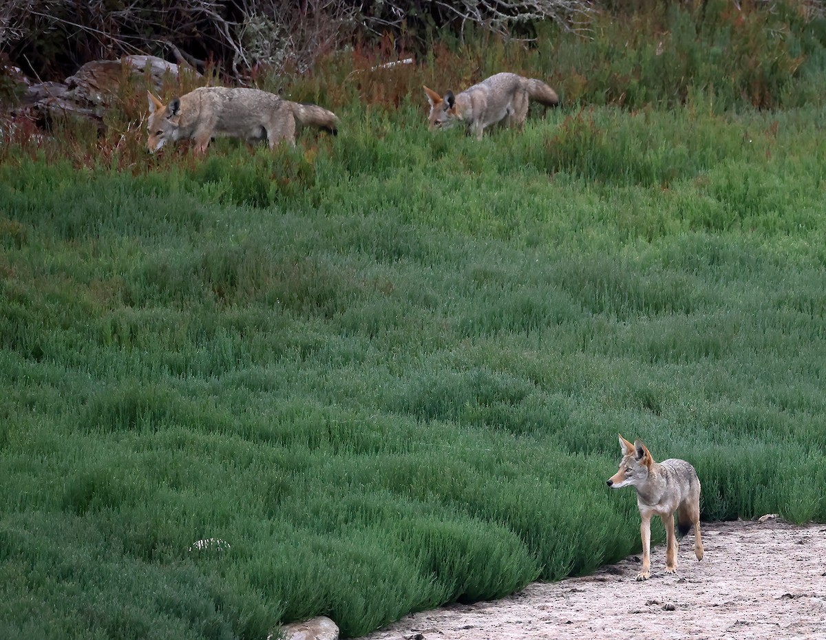 Mammals - ML642650032