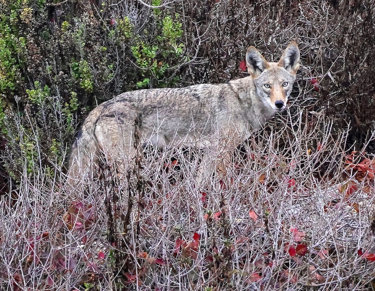 Coyote - ML642650035