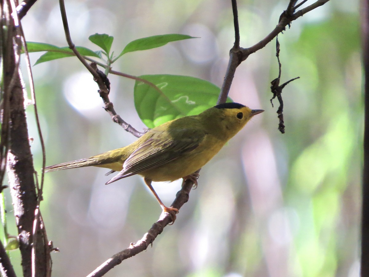 Wilson's Warbler - ML642650039