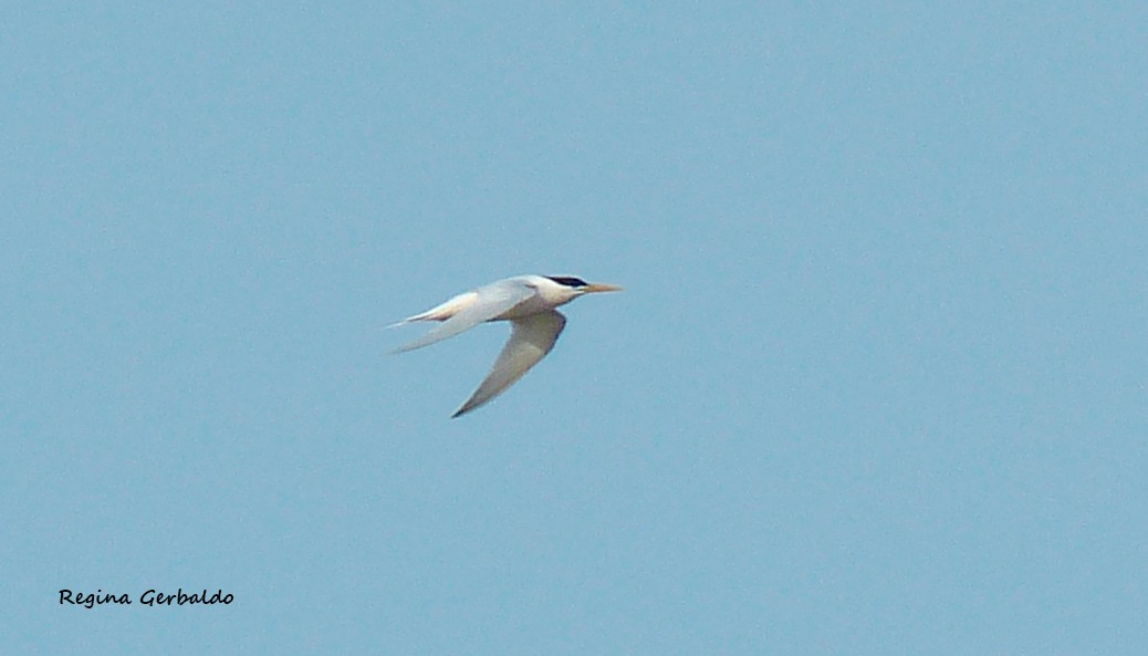 Sandwich Tern - ML642650045