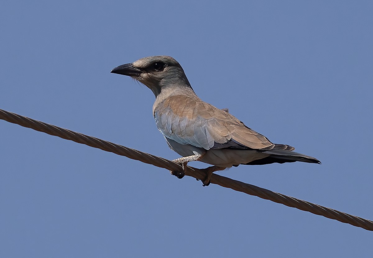 Өрнийн зүсэг - ML642650056