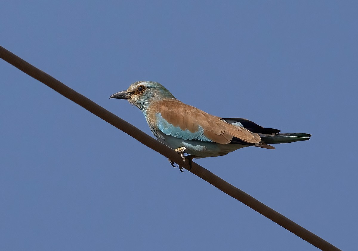 Өрнийн зүсэг - ML642650057