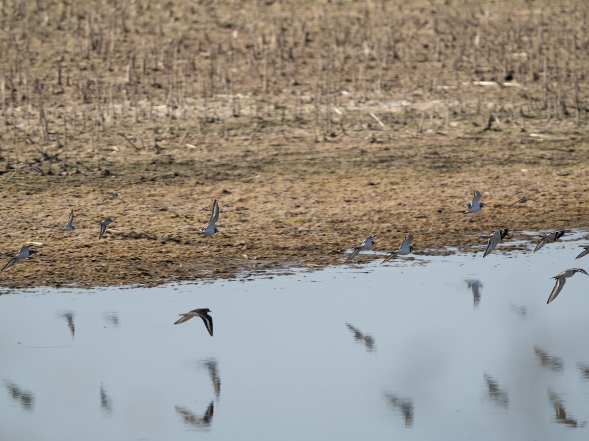 Killdeer - ML642650072